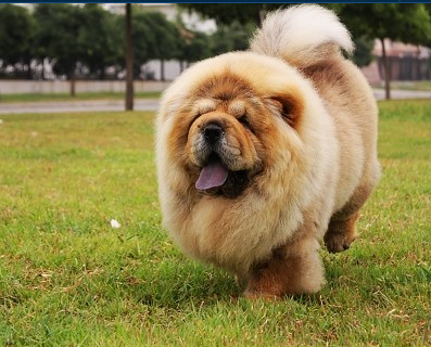 天津松狮出售正版 肉嘴松狮 自家繁殖 品相极佳3