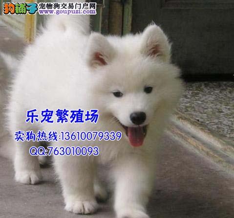 珠海萨摩耶犬价格 萨摩耶犬多少钱一只 萨摩耶