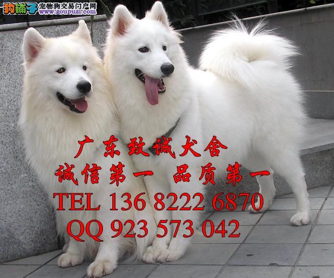 广州哪里有卖萨摩耶狗仔萨摩耶犬一只多少钱致