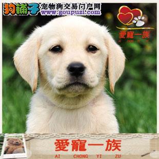 里买拉布拉多 苏州拉布拉多价格 苏州宠物店 -