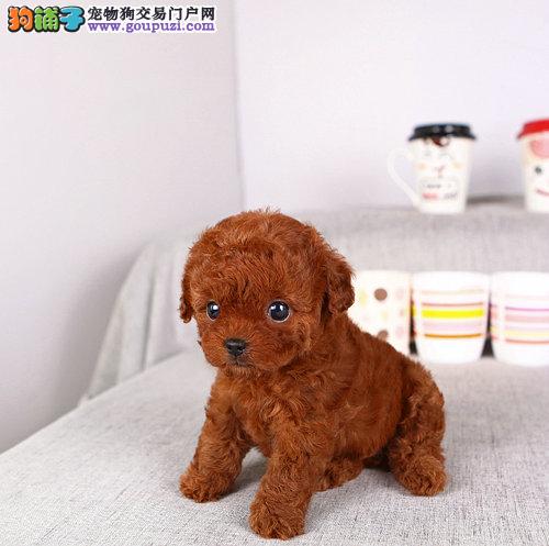 纯种可爱泰迪熊犬 公母幼犬 聪明懂事乖巧 健康