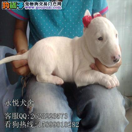 珠海哪里有卖牛头梗犬 CKU认证犬舍售 赛级精