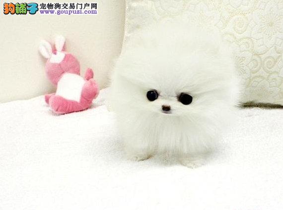 博美犬哪里有卖的 博美犬多少钱一只 博美犬价格