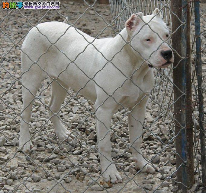 顶级杜高犬阿根廷纯种杜高犬出售杜高幼犬 可
