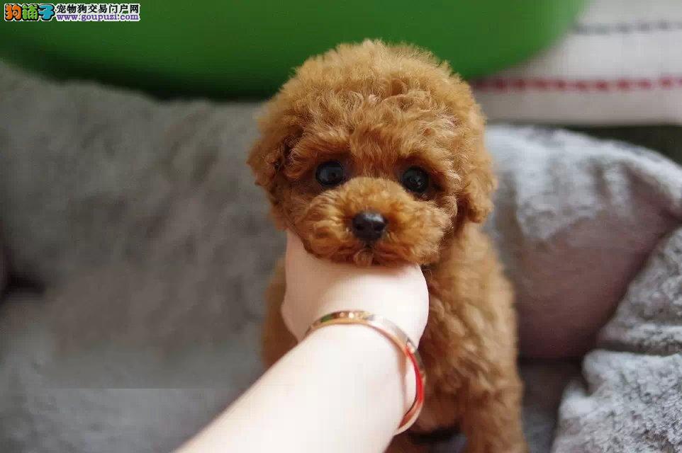 纯种可爱泰迪熊犬 公母幼犬 聪明懂事乖巧 健康
