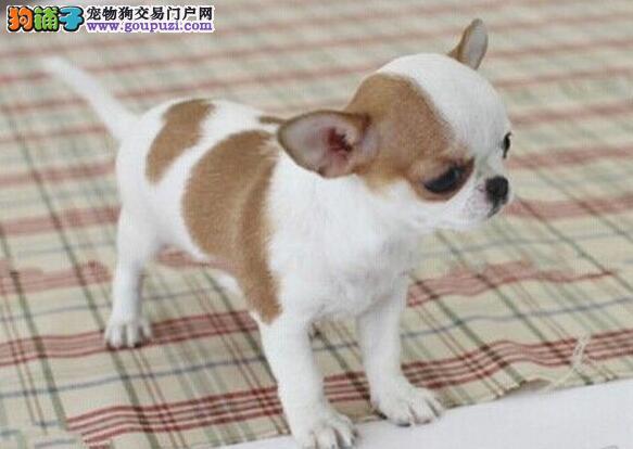 出售超小体大眼睛苹果头沈阳吉娃娃幼犬承诺售