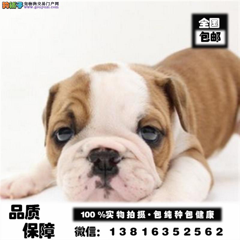 连云港狗市场连云港狗市在哪里、连云港哪里有狗市场