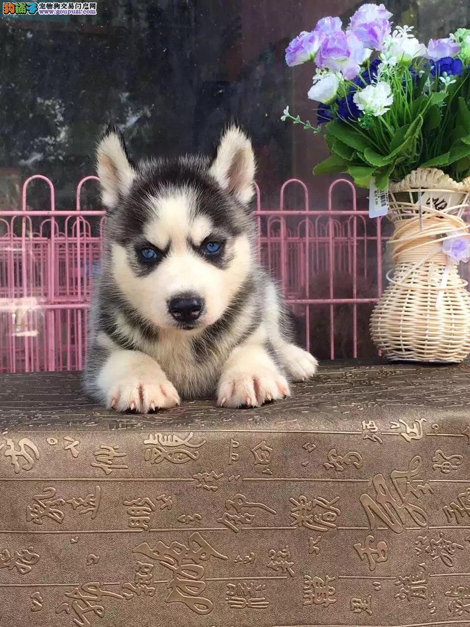 纯种哈士奇价格 郑州二哈多少钱一只 纯种灰色