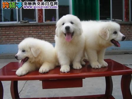 长春大白熊犬价格多少钱|长春大白熊犬买卖转