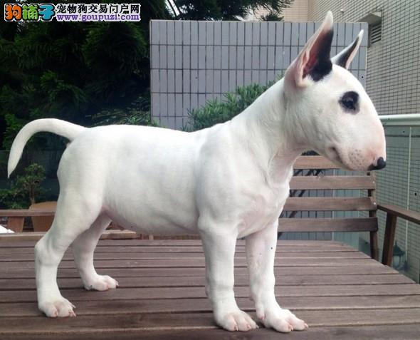 牛头梗价格_牛头梗多少钱_牛头梗图片_牛头梗