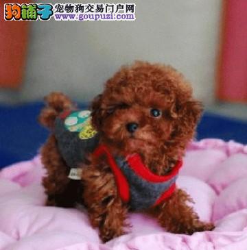 给泰迪犬沐浴时一定要注意的三件事