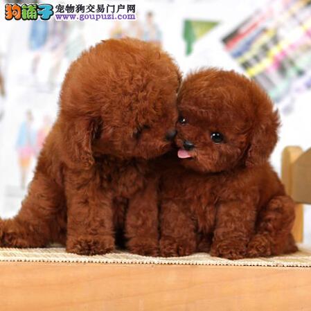 清理宝典 泰迪犬洗澡期间应注意哪些事项