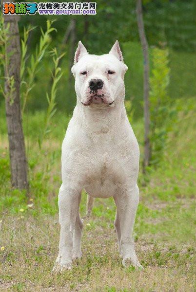 杜高犬价格_杜高犬多少钱_杜高犬图片_阿根廷