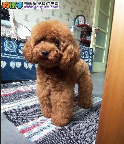 快速美容成功术 怎样给泰迪犬梳理毛发和洗澡