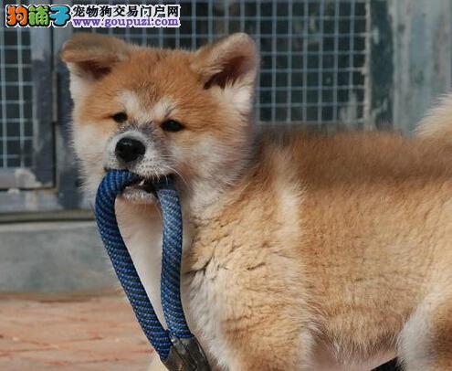 舌尖上的饮食要点 秋田犬可以吃蔬菜吗