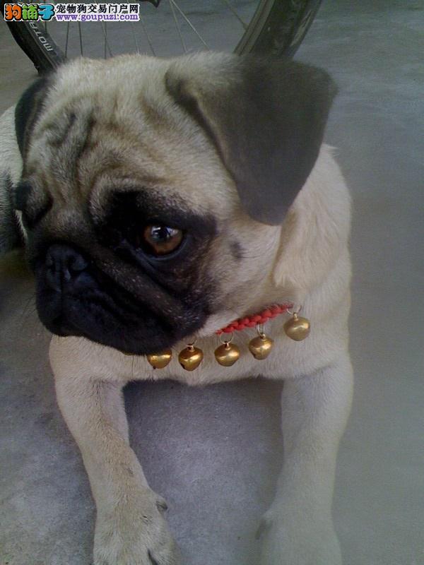 八哥犬上火了我们该怎么办喂药还是食疗