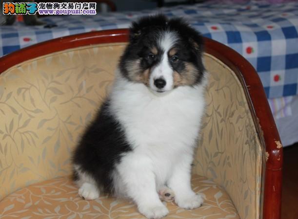 喜乐蒂犬多久可以洗澡一次 - 狗铺子