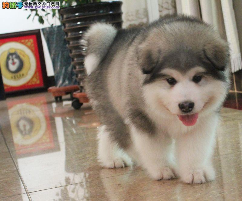 阿拉斯加犬最近老呕吐是不是吃多了 - 狗铺子