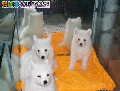 雄性银狐犬发情期性情暴躁咬人 正常吗