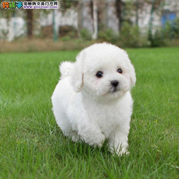 请问一下贵宾犬几个月身材会定型不长