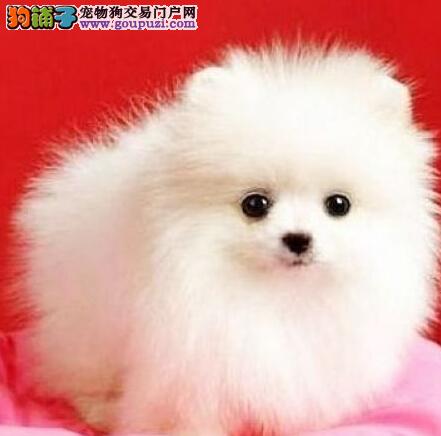 通过三种尿液状态看出博美犬的健康问题