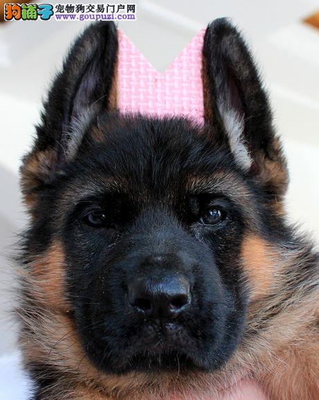 20多天的德国牧羊犬肚子里有蛔虫可以吃驱虫