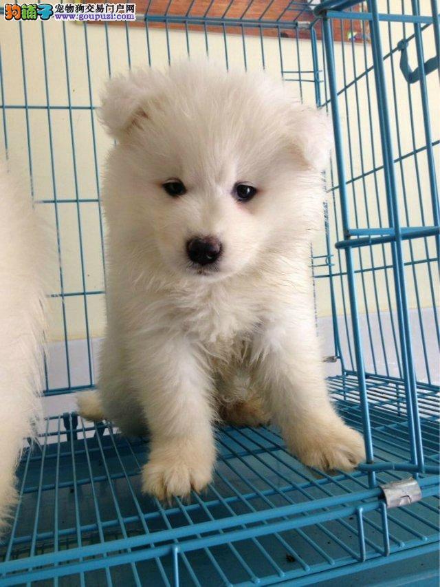 博美犬种狗的初配年龄及繁殖年限 - 狗铺子