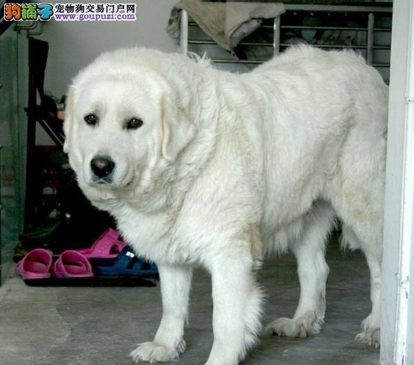 【山西大白熊犬多少钱一只_山西哪里有卖大白