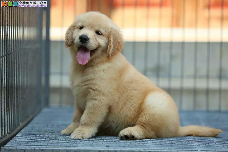 我家金毛犬有很严重的泪痕这是怎么回事