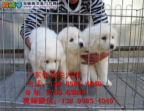 【佛山大白熊犬多少钱一只_佛山哪里有卖大白
