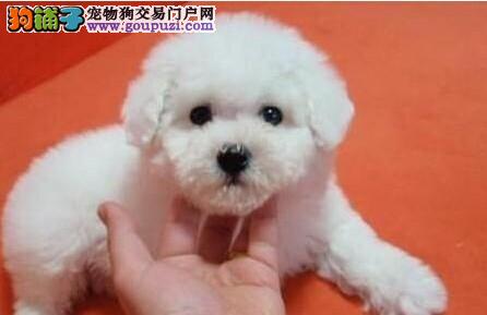 【连云港狗市场】连云港狗市在哪里、连云港哪里有狗市场