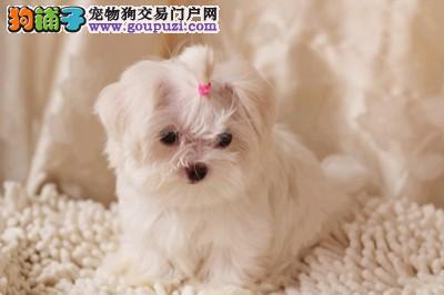 马尔济斯犬没精神,消瘦不吃饭 求医治