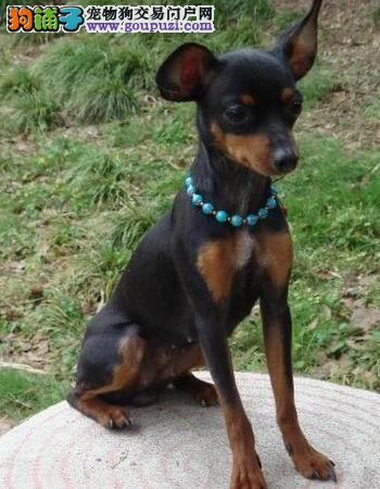 连云港狗市场连云港狗市在哪里、连云港哪里有狗市场