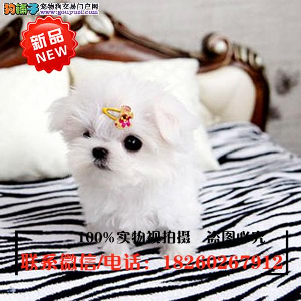 连云港狗市场连云港狗市在哪里、连云港哪里有狗市场