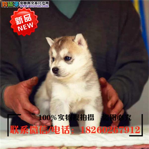 连云港狗市场连云港狗市在哪里、连云港哪里有狗市场