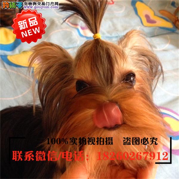 连云港狗市场连云港狗市在哪里、连云港哪里有狗市场