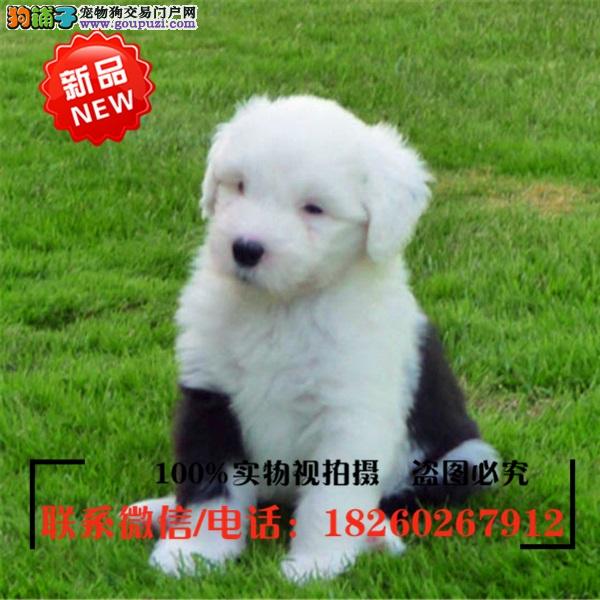 连云港狗市场连云港狗市在哪里、连云港哪里有狗市场