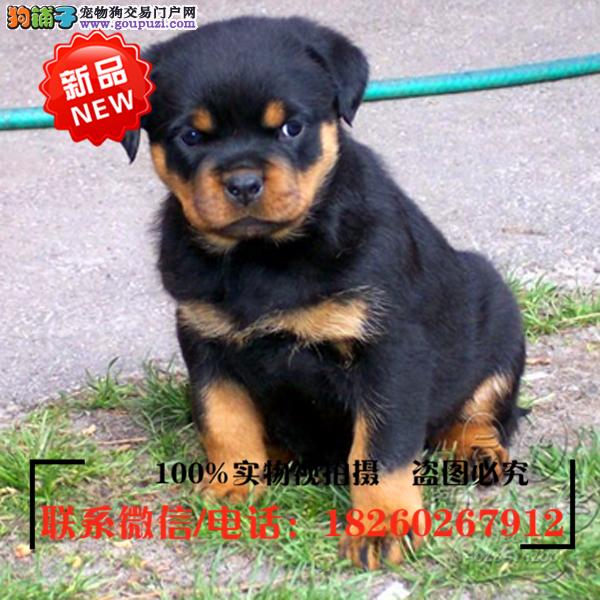 连云港狗市场连云港狗市在哪里、连云港哪里有狗市场