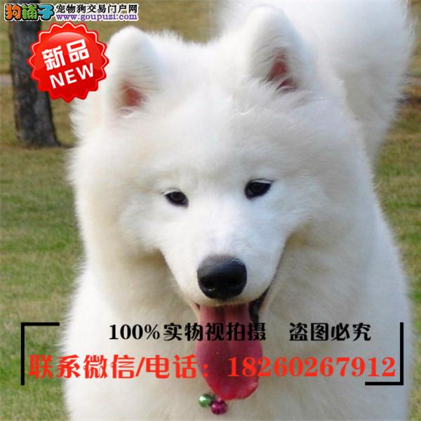 连云港狗市场连云港狗市在哪里、连云港哪里有狗市场