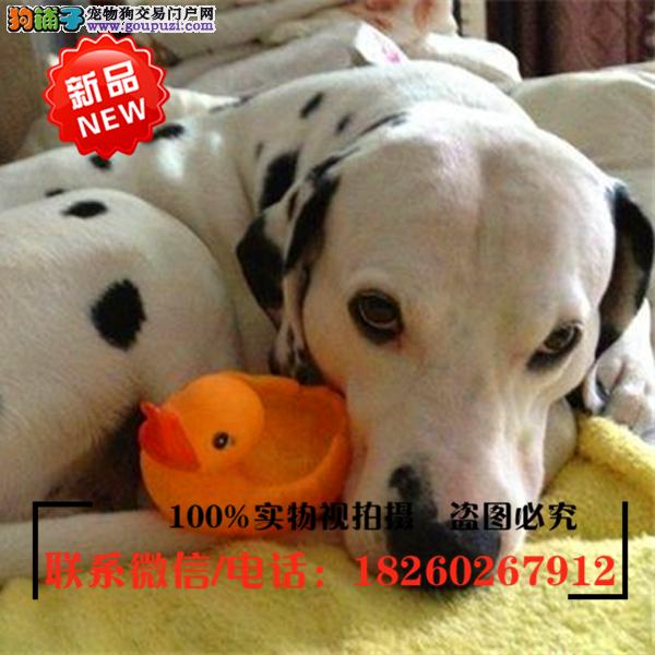 连云港狗市场连云港狗市在哪里、连云港哪里有狗市场