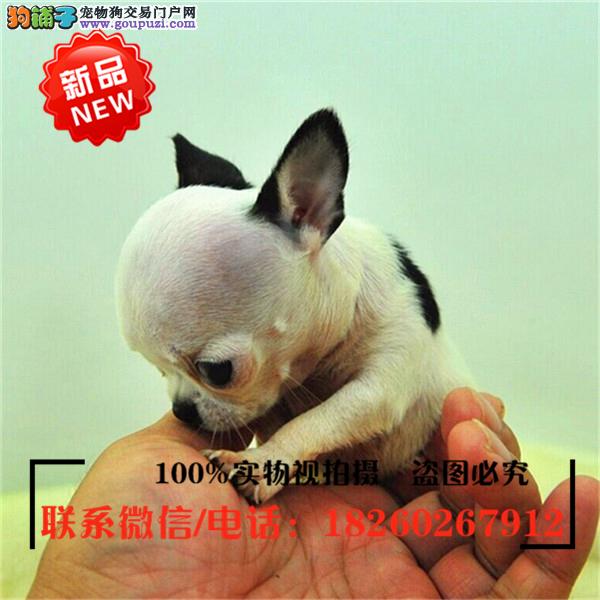 连云港狗市场连云港狗市在哪里、连云港哪里有狗市场