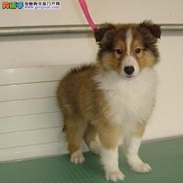 外表大换身 如何给喜乐蒂犬修剪毛发