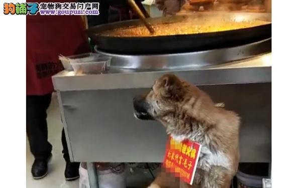 狗狗端坐凳子迎客 这个“活招牌”有意思