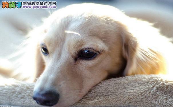 与狗狗相处的日子 宠物主告诉你幸福离自己有多近