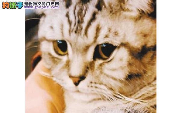 给猫咪做“美甲” 小心坑了自家宠物