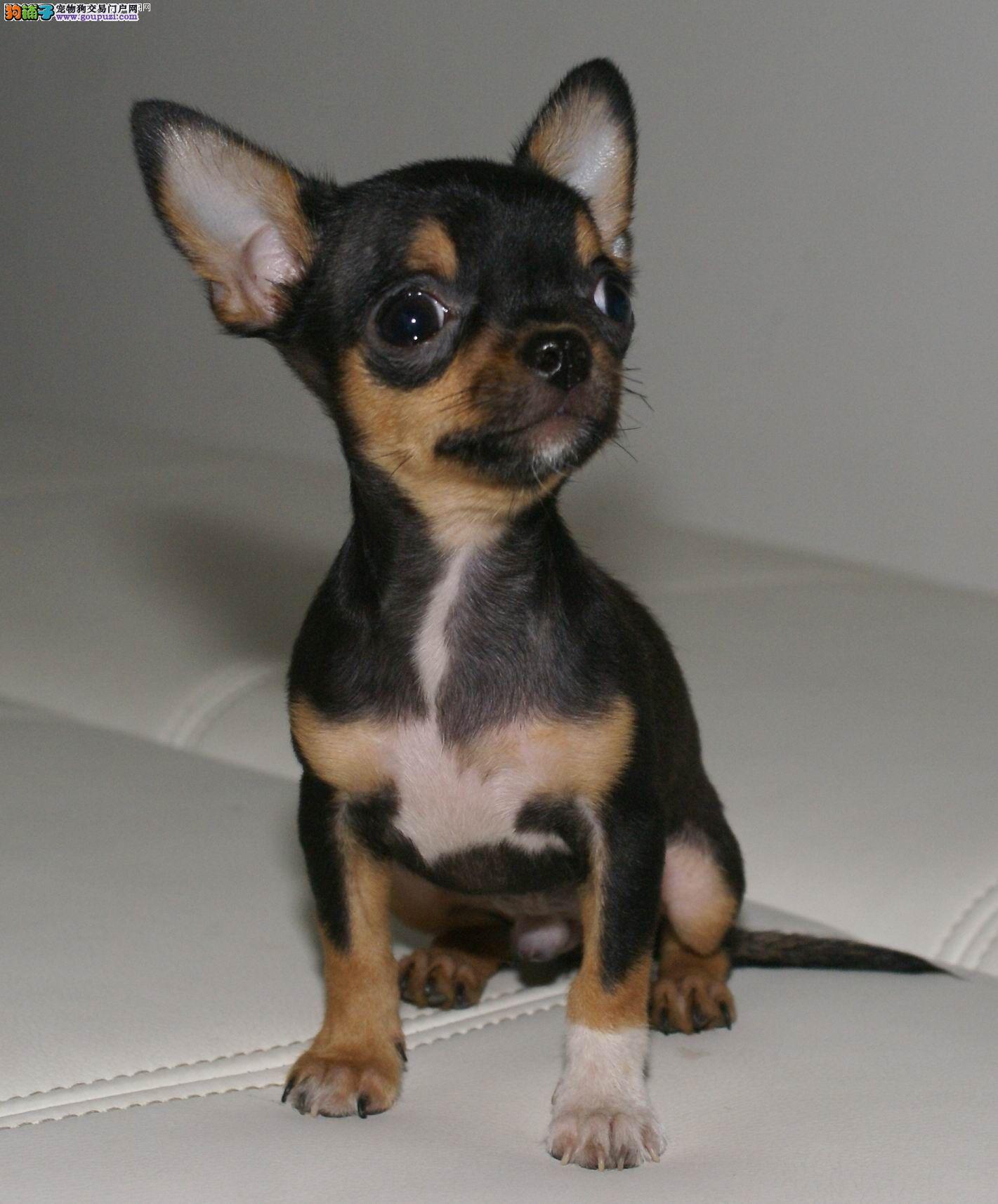 我要买狗 吉娃娃 上海闵行吉娃娃 价钱 980~1980元 品种 吉娃娃 性别